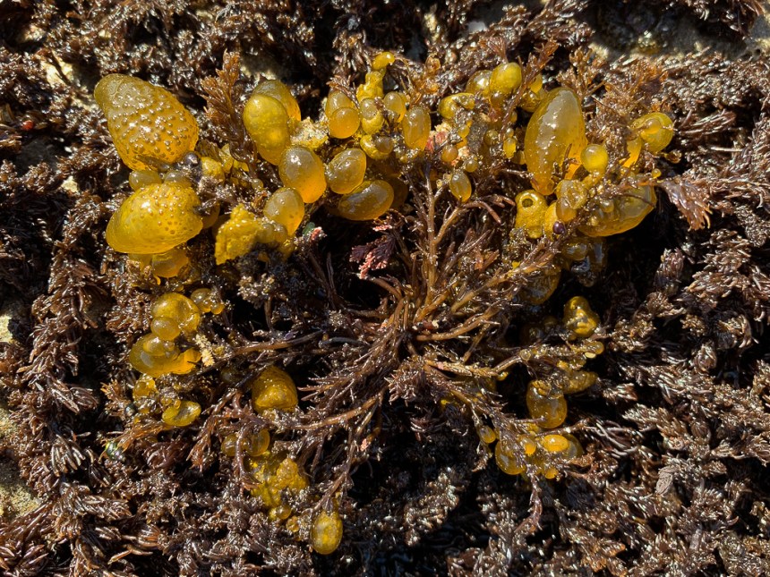 Lot's of golden Soranthera globes