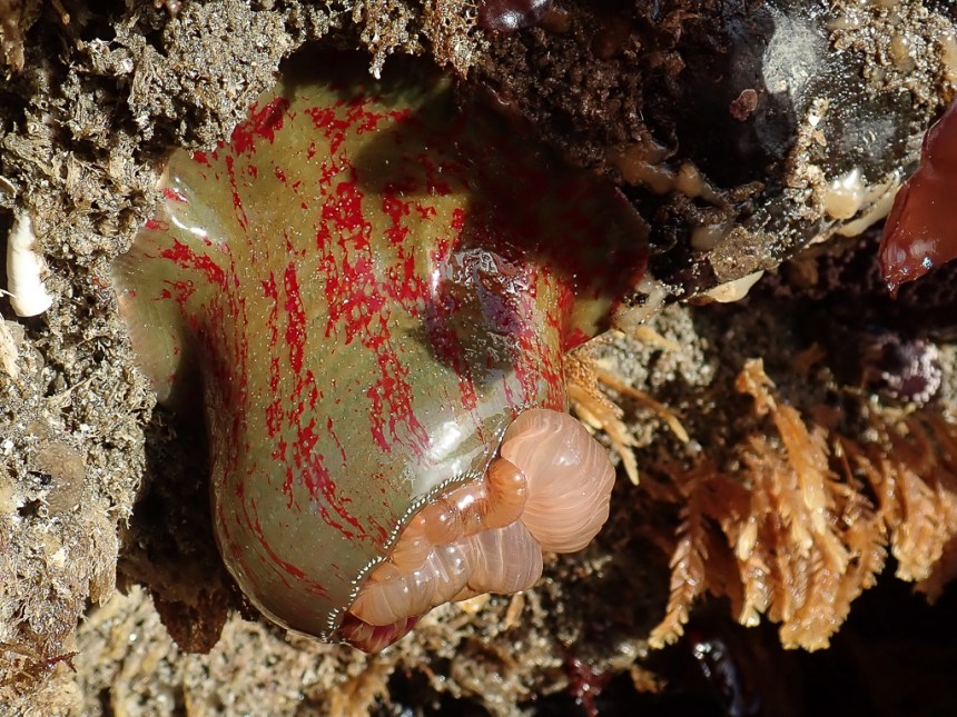 Early sun shines on an anemone (with mottled red streaks) hanging down under a ledge.