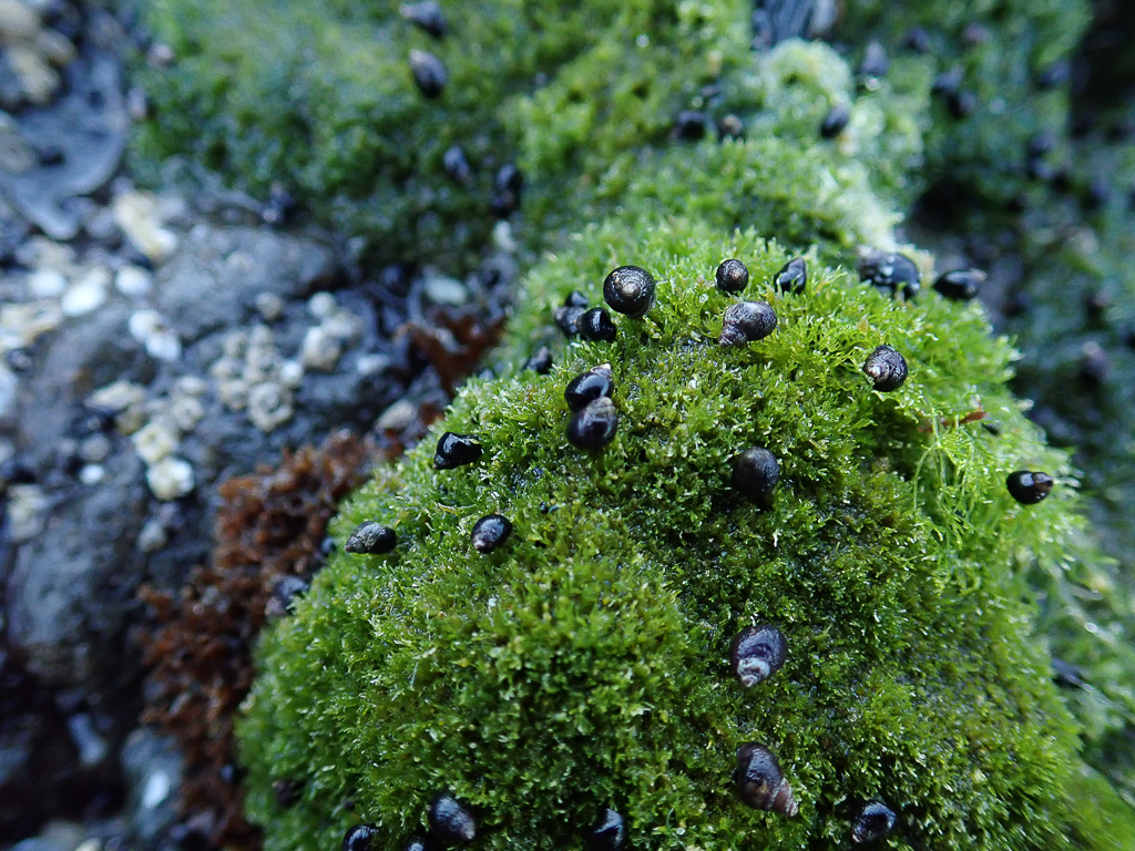 Intimate view of periwinkles on sea moss Cladophora.
