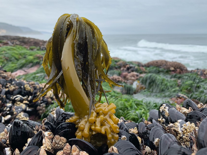 A lone sea palm, surf zone in the background