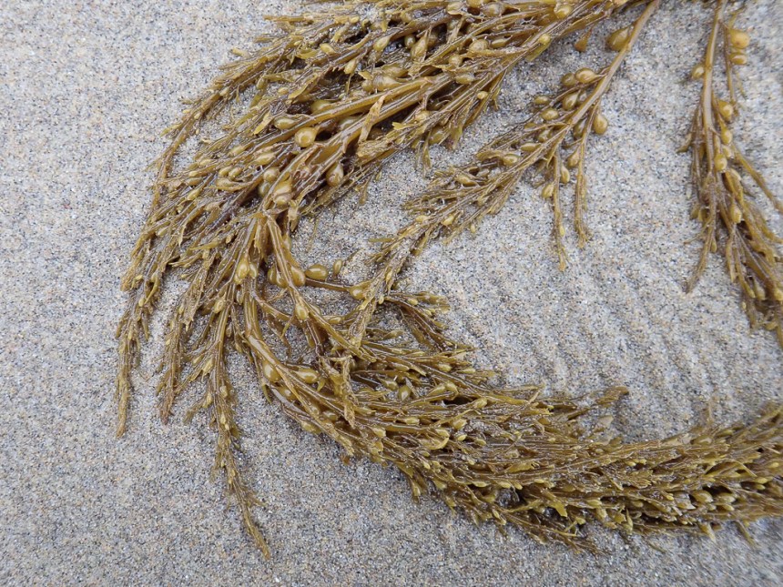 A drifted tuft of sargassum on beach sand