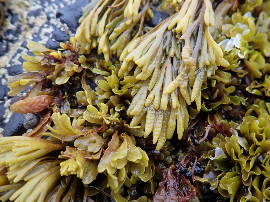 An intimate high intertidal seaweed scene.