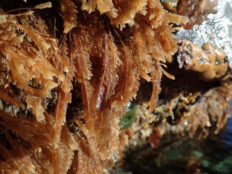 A medium closeup of several fronds exposed by low tide.