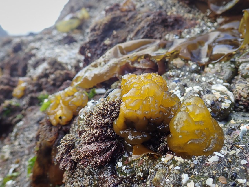Leathesia in the foreground, high rocks and blown out sky in the distance.