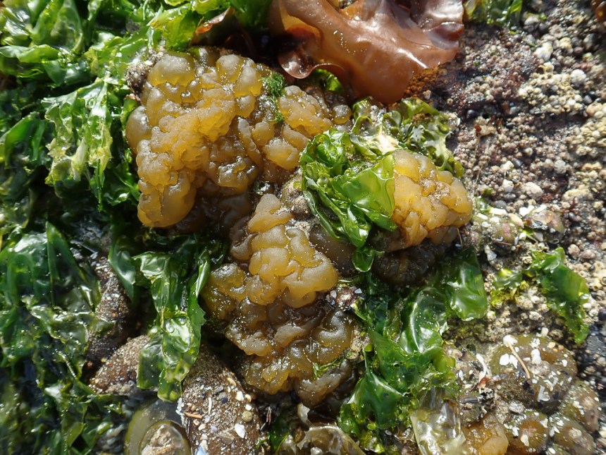 Close up, looking down on Leathesia and Ulva.