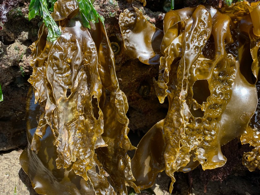 Drying blades hanging down at low tide