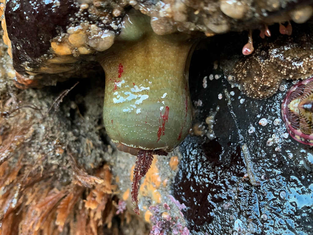 An olive green painted anemone Urticina grebelnyi with just a few red streaks hangs down beneath a ledge.
