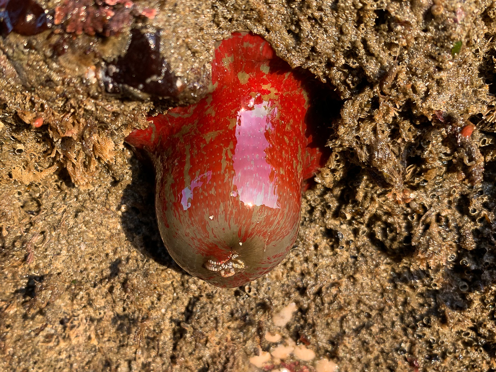 Early sun shines on a painted anemone Urticina grebelnyi (Mostly red with some olive on the oral end) hanging down under a ledge.