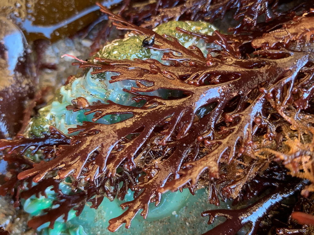 Close up on a branch, with other branches and a giant green anemone in the background.