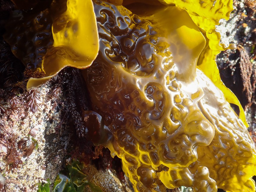 Morning sun backlights a crinkly blade