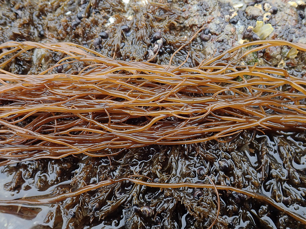 A bunch of stem laid out to show the branching pattern, but really too many stems to show the branching very clearly
