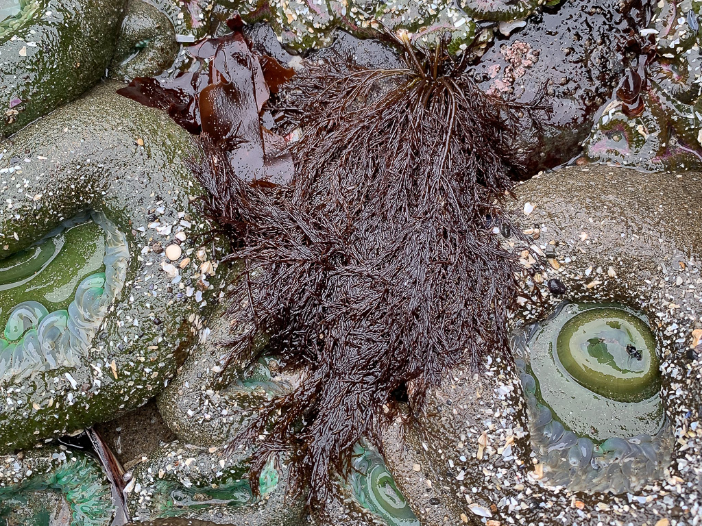 A tuft of Cryptosiphonia woodii among giant green anemones