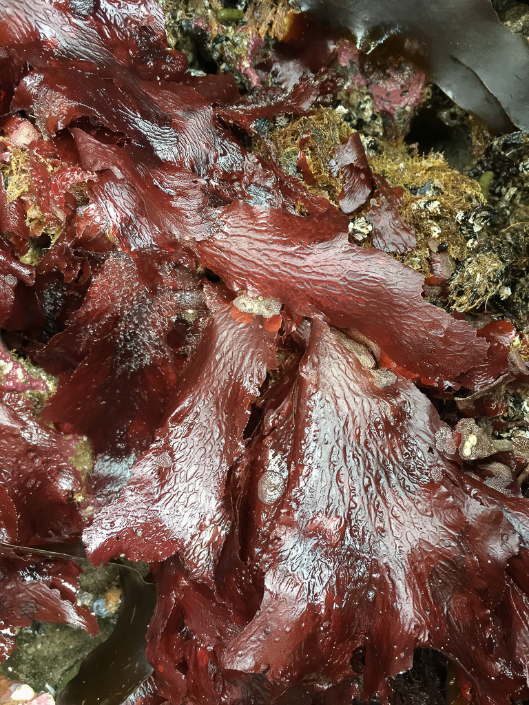 Beautiful wine-red blades on a rock wall
