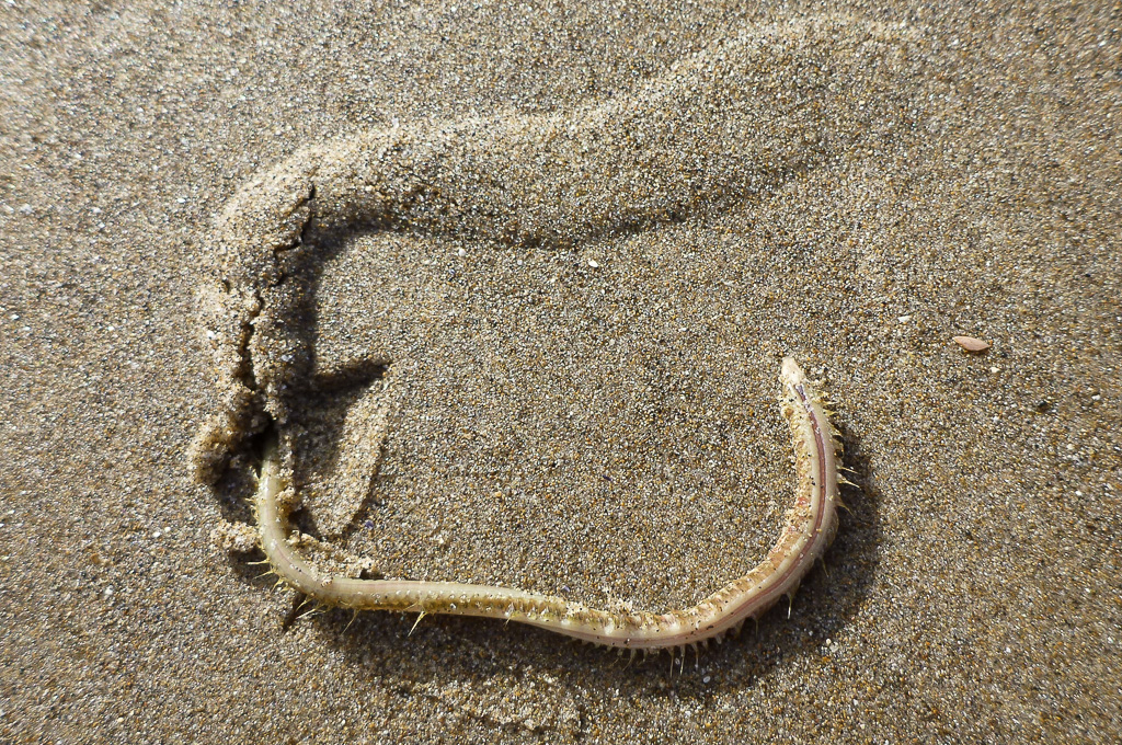outline of goddess worm just under the surface of the sand. Here, the from hat of the worm is exposed.