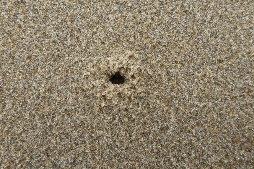 burrow opening on the surface of rain-dimpled beach sand.