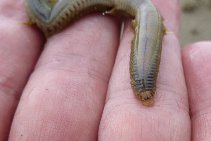 Close up of the head and front part of the worm in my hand.