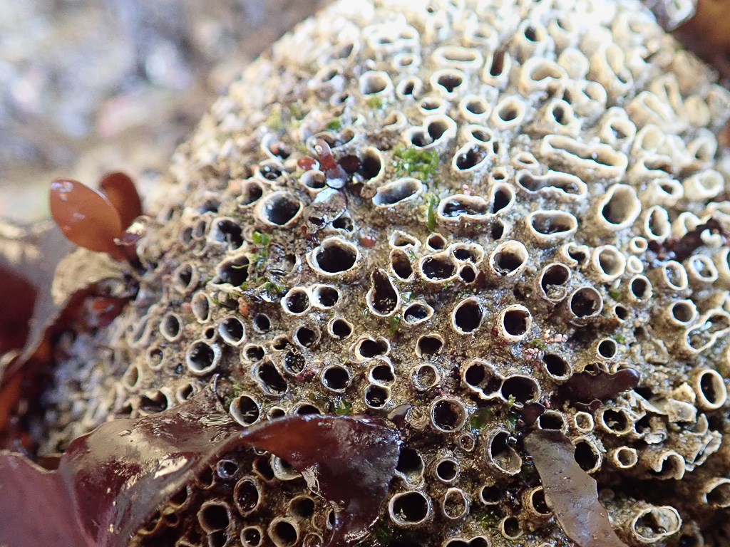 Close up on a mound to feature calcareous tubes and cemented sand. The mound is exposed by low tide.