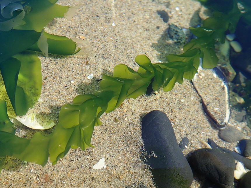 A fairly close up view on one strand of Ulva taeniata over sand in a shallow tide pool.