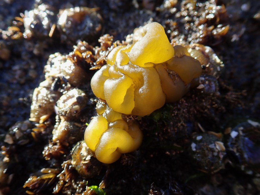Closeup on Leathesia illuminated by early sun.