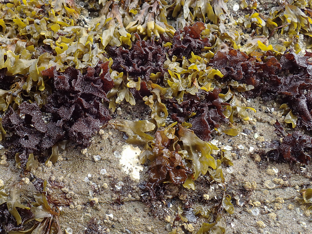 A mix of Mastocarpus and Fucus; some bare rock surface with barnacles too