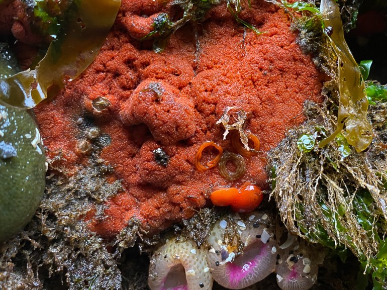 A red encrusting sponge, maybe Clathria pennata, hosts a pair of red sponge nudibranchs Rostanga pulchra and three egg ribbons.