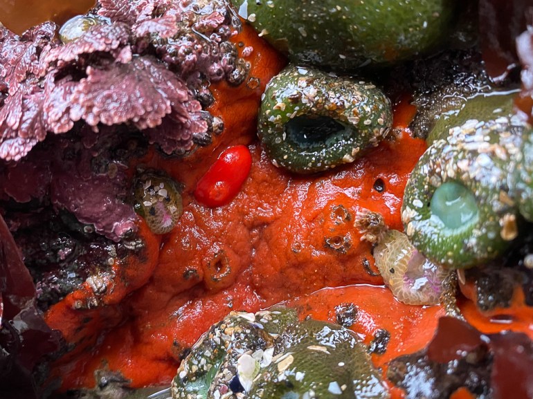 A red encrusting sponge, maybe Clathria pennata, hosts a red sponge nudibranch Rostanga pulchra.