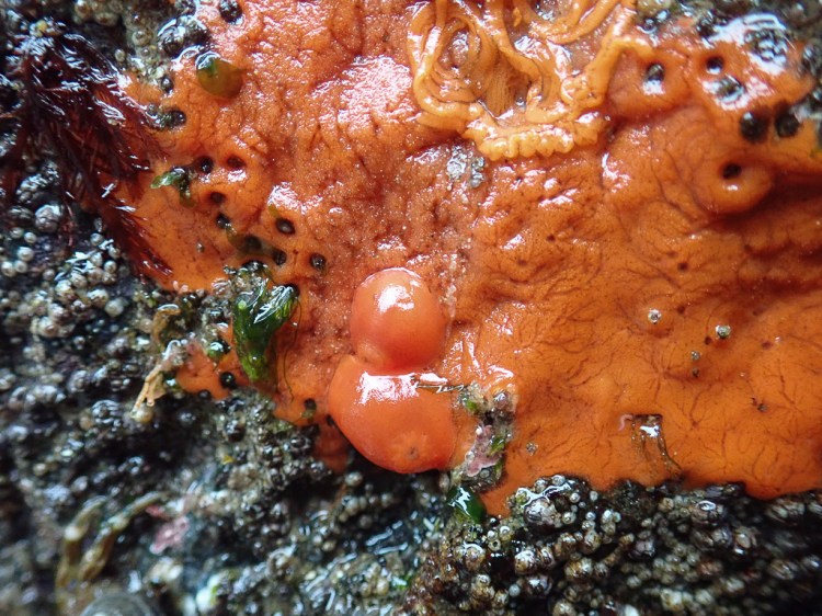 A pair of nudibranchs and an egg coil blend in on a bed of red sponge.