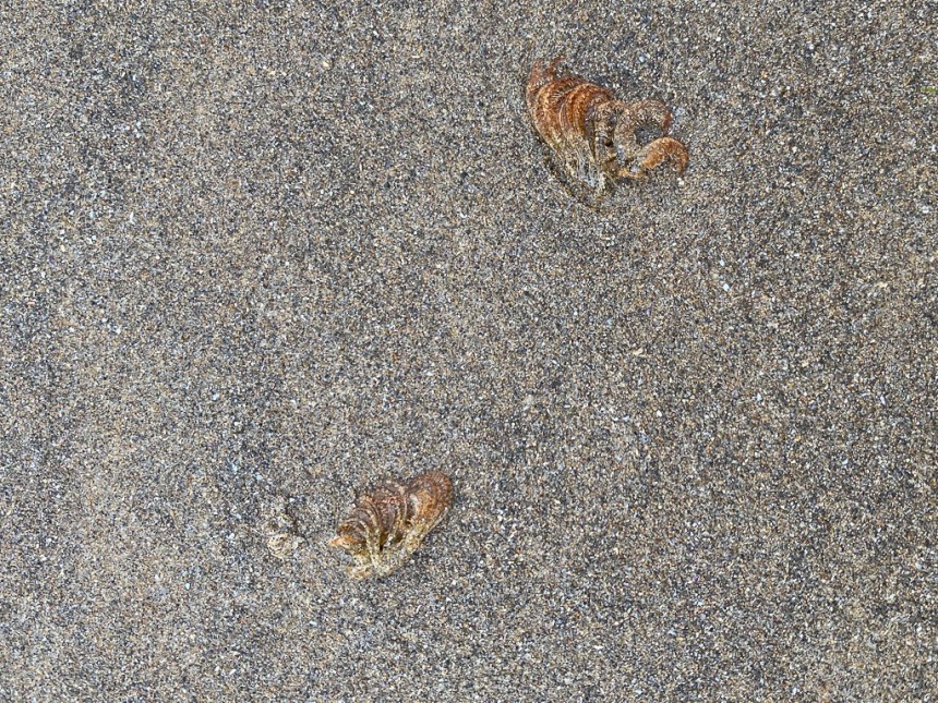 Kind of a close up on molted barnacle feeding appendages.