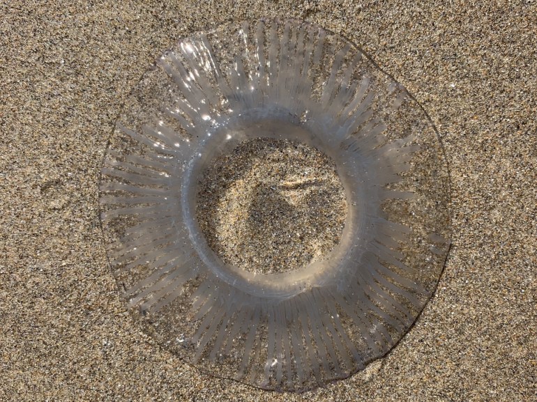 Closeup on a beached crystal jelly Aequorea resting on the sand.