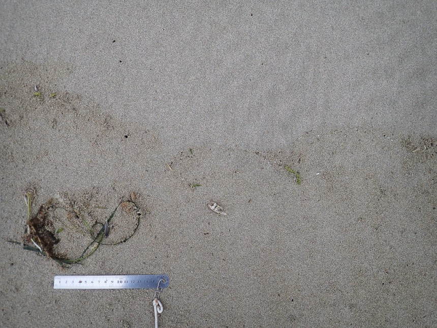 Not much drifted material 50 paces down the beach