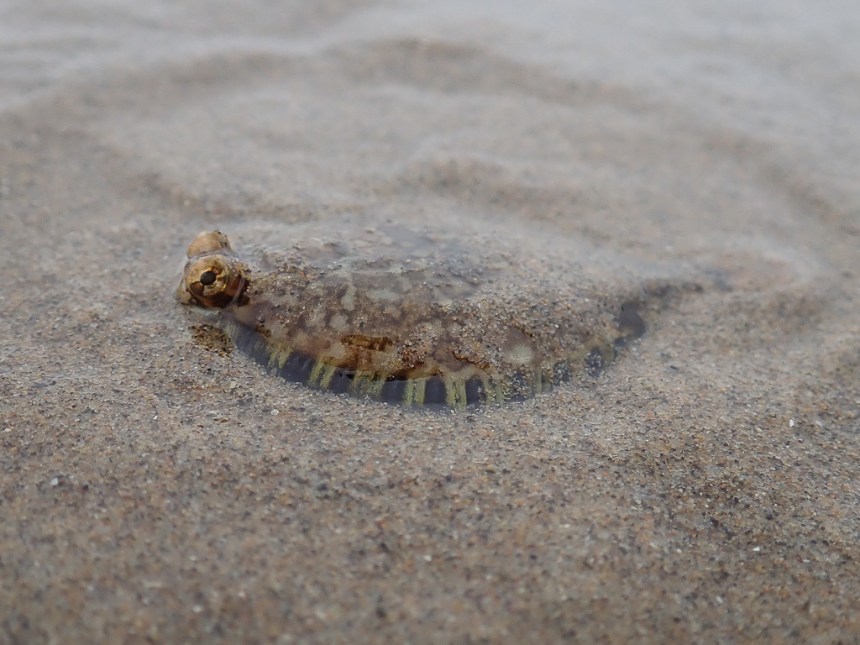 A left-eyed flatfish resting in a sea of swash zone sand.
