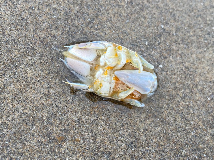 Dead female mole crab on wet sand. A bird has eaten its eggs and left the rest