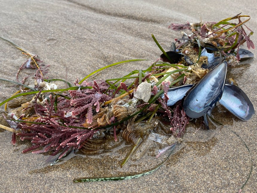 A diverse clump of sea wrack on wet sand- lots of dead and drifted stuff