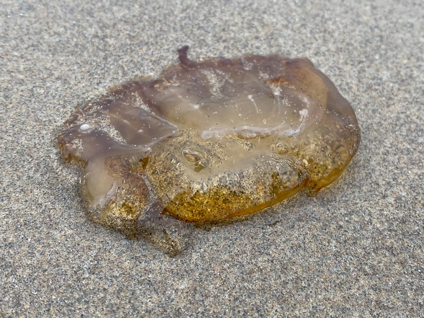 Jelly fragment on wet sand