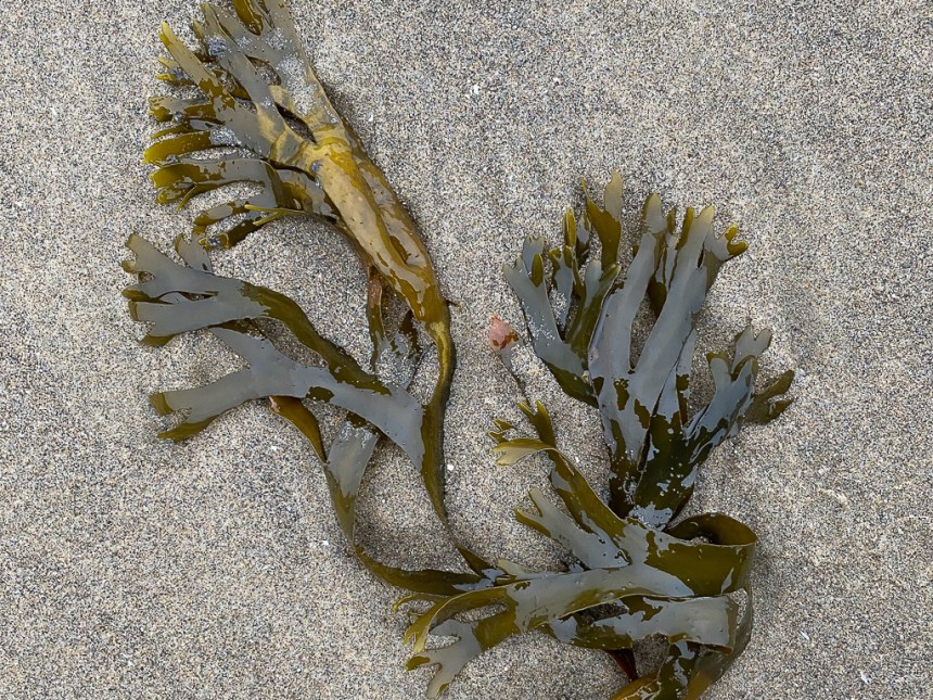 Drifted Drifted Dictyota resting on beach sand