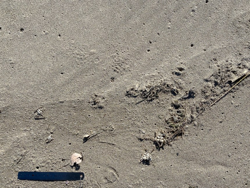 Mostly fragments of mole crab molts.