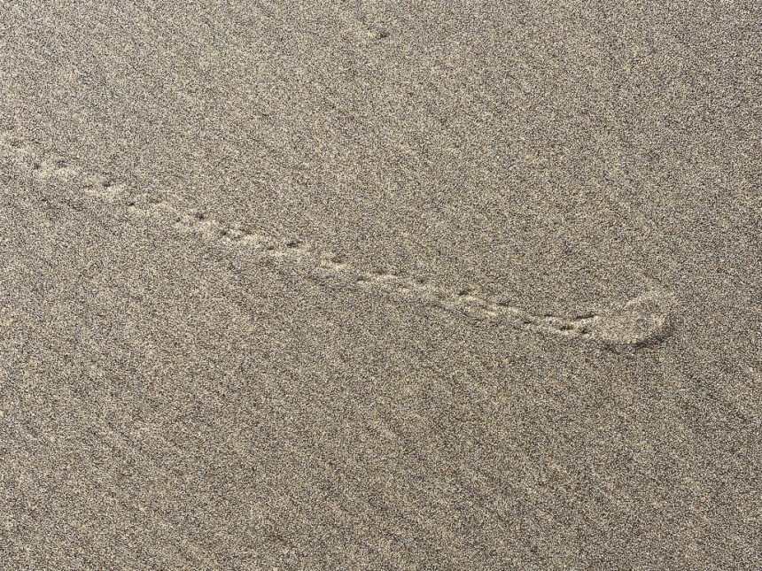 About a 12" of trail, fairly close up, on wet sand