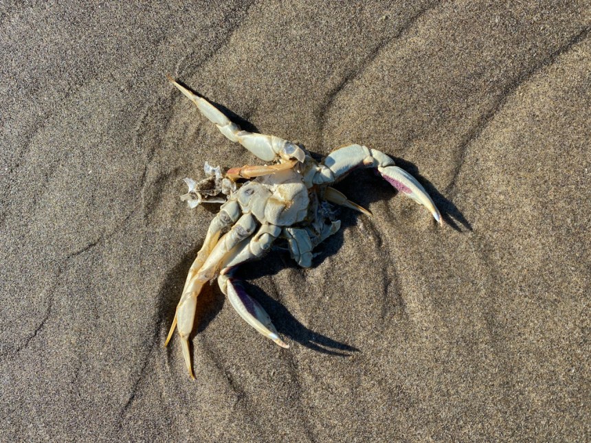 Closeup of a molted Dungeness crab Metacarcinus magister main body and legs, drifted and resting on wet sand. Sans carapace.