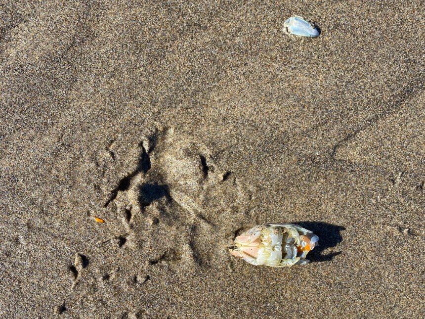Gruesome scene on wet sand. Dead female left behind with only its eggs eaten