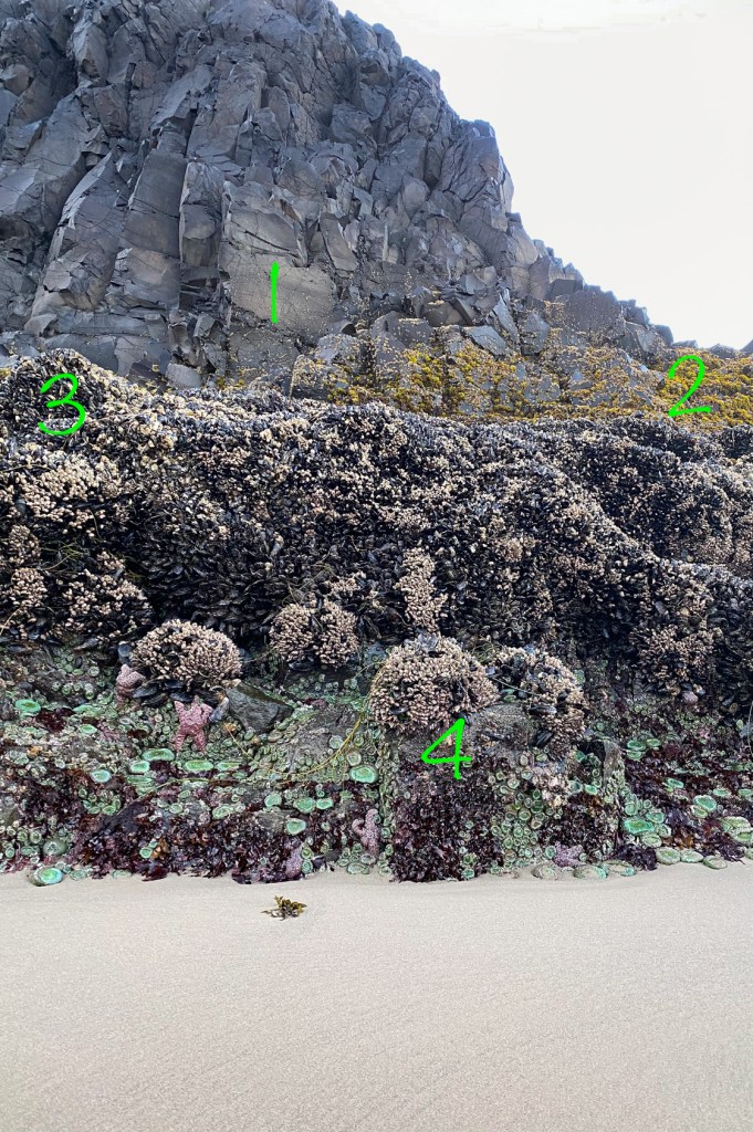 Very big rock in the mid ground, jutting out of sand. All the intertidal zones visible