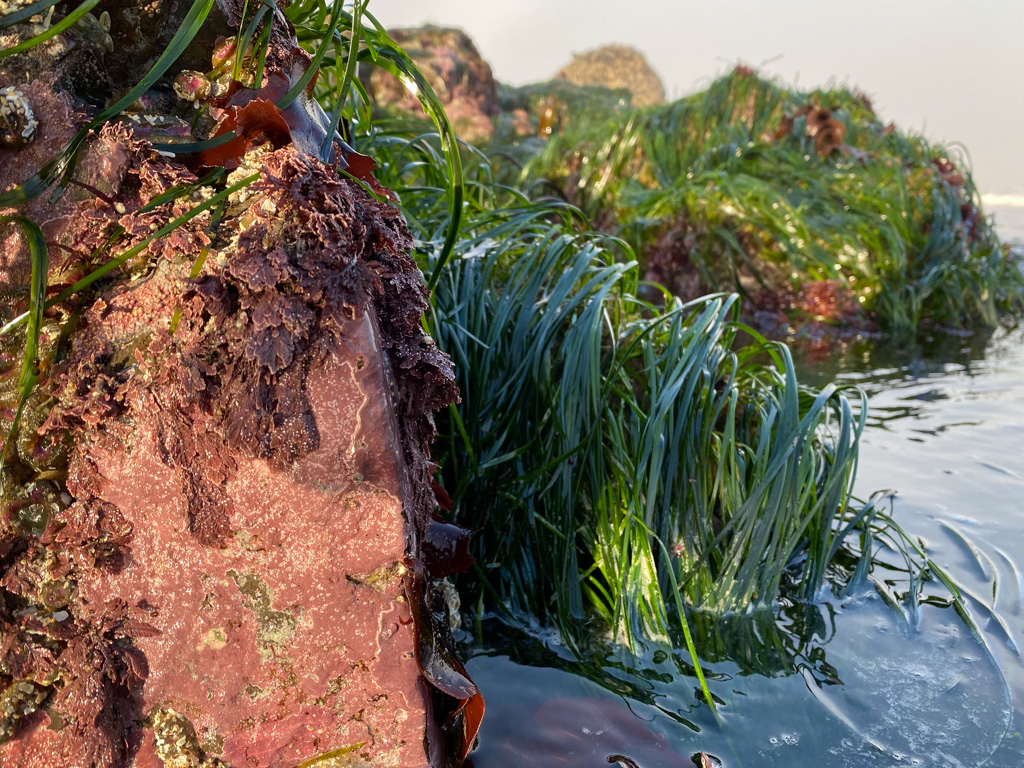 Coralline crusts in the foreground, surfgrass behind. Just above water level