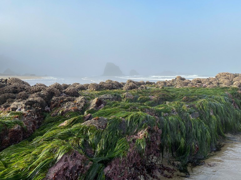 Surfgrass Phyllospadix on a low rock in morning sunlight. Sea stack in the background through mist.