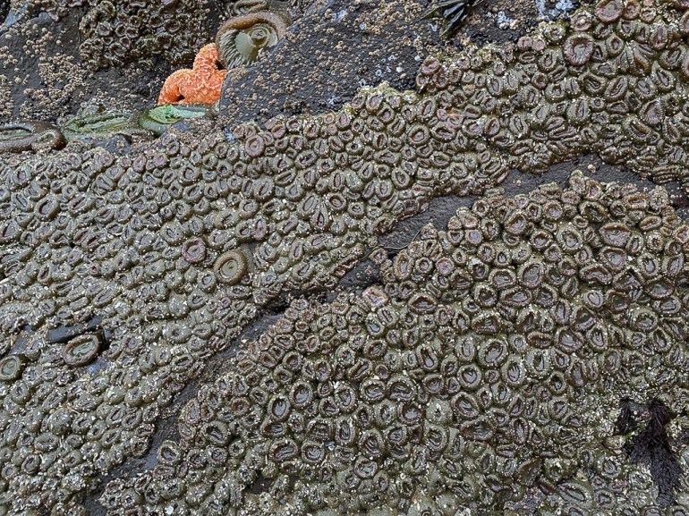 A scene of tightly packed pink-tipped green anemones Anthopleura elegantissima ion a rock exposed by low tide. A thin band of space between two adjacent aggregations is featured. A few giant green anemones and a large Pisaster share the scene.