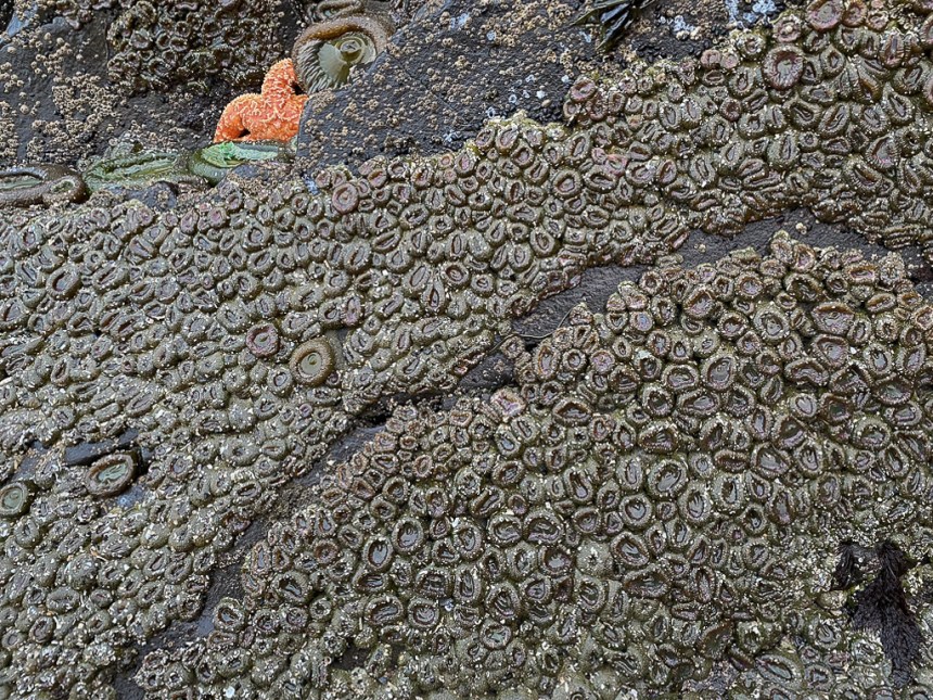 A scene of tightly packed pink-tipped green anemones Anthopleura elegantissima ion a rock exposed by low tide. A thin band of space between two adjacent aggregations is featured. A few giant green anemones and a large Pisaster share the scene.