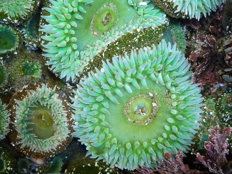 Intimate view of the oral disc and tentacles of the giant green anemone Anthopleura xanthogrammica in a shallow, clear tidepool.