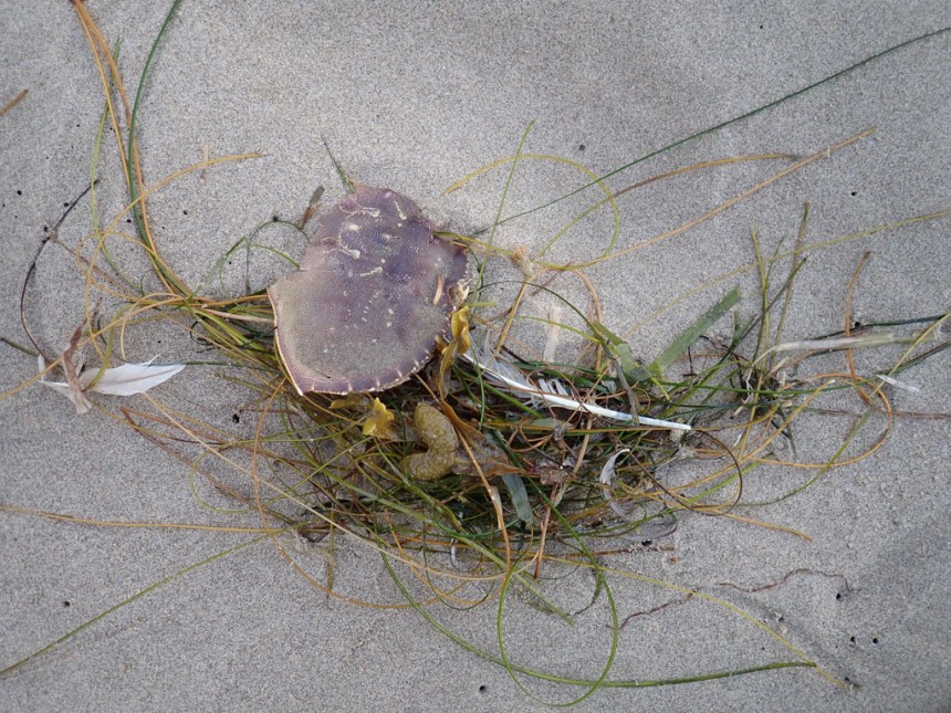 A small drift mass with all the usual stuff, surfgrass, seagrass, crustacean shells, and feathers