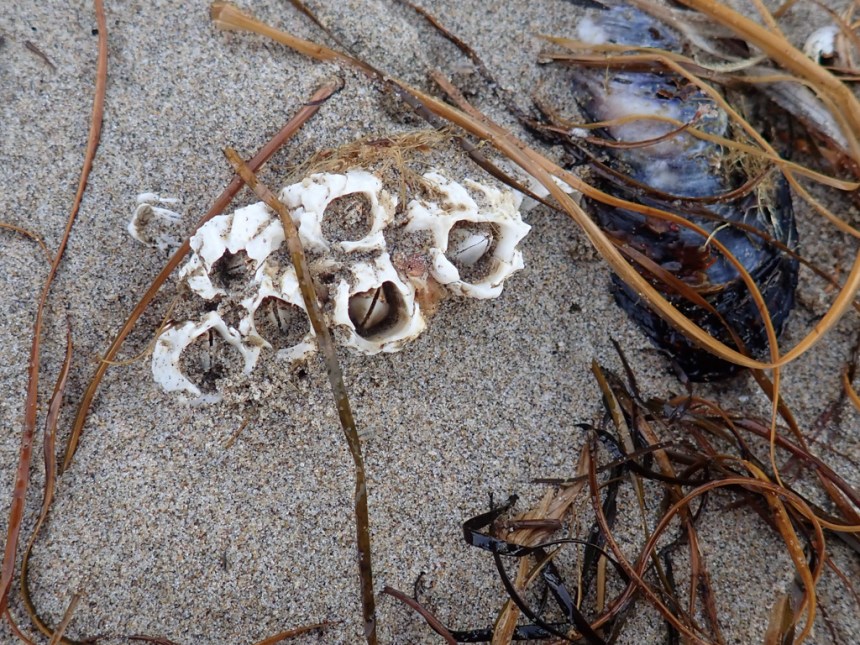 Six thatched barnacles partially buried in sand