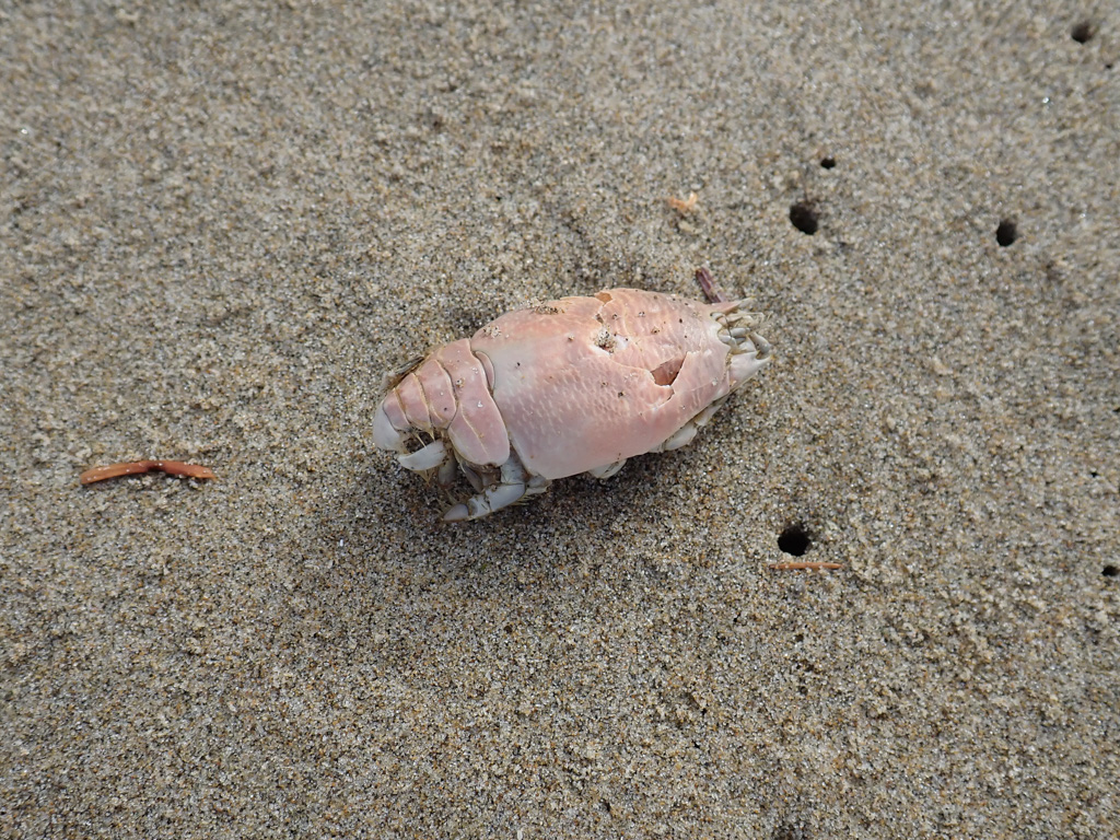 Pacific mole crab Emerita analoga exoskeleton (carapace, abdominal segments, and a glimpse of legs) resting on the sand.