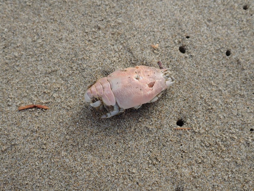 Just a salmon-colored exoskeleton on wet sand