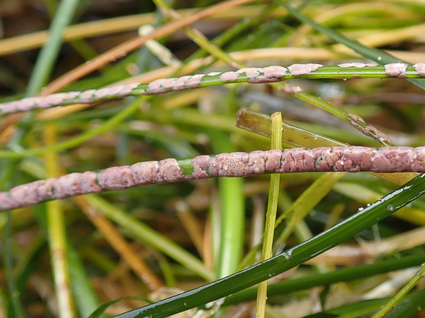 An epiphytic coralline on seagrass